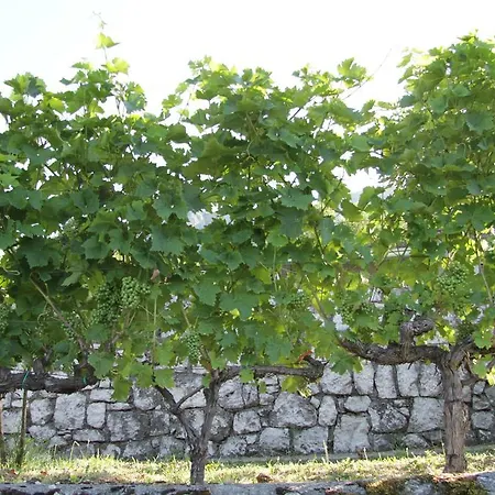 乡村民宿 Country House Buk Vinarija *