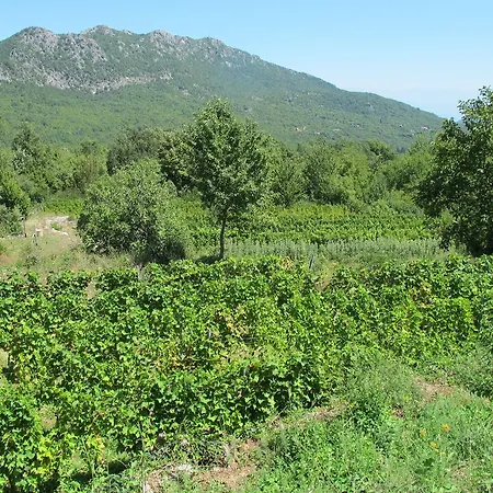 Country House Buk Vinarija Landhuis